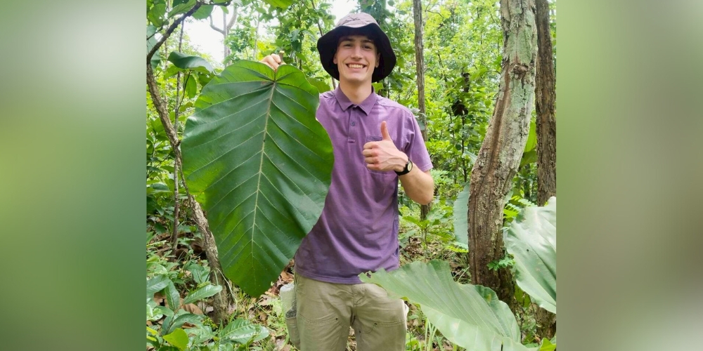 Hirsch with a Gurjan Leaf from a forest in Chiang Mai, Thailand.