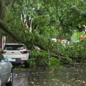 Downed trees blocking a Chicago street after a storm.