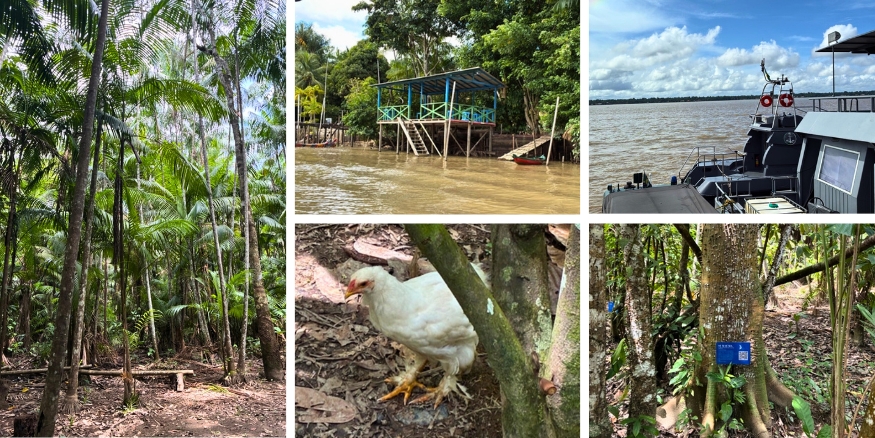 Pictures from the Amazon