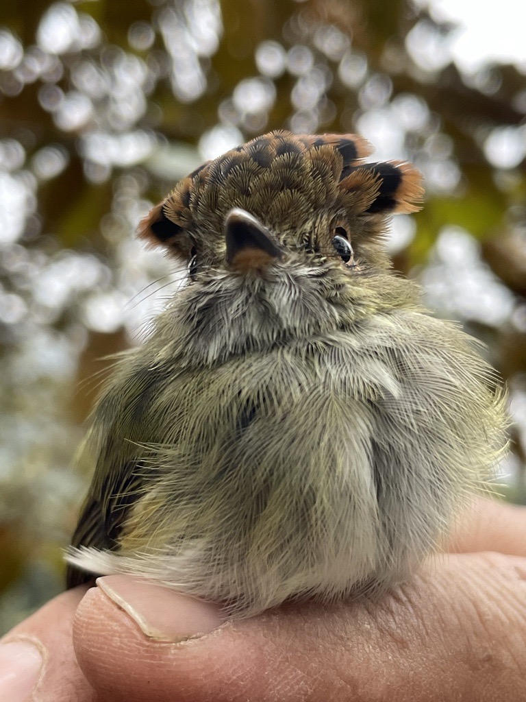 The scale-crested pygmy tyrant bird.