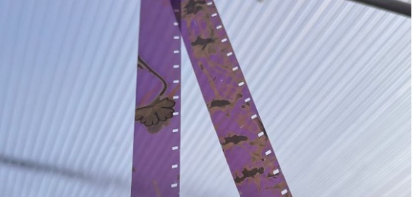 A phytogram film reel hangs from a clothesline during the development process.