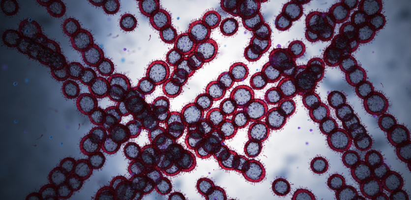 Microscopic image of bacteria