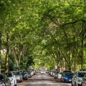 A tree-lined street in a Chicago neighborhood.