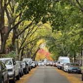 A tree canopy over a Chicago neighborhood.