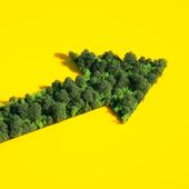 A green arrow of vegetation points up on a yellow background.